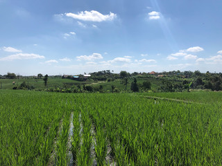 Green field of rice plant with water 