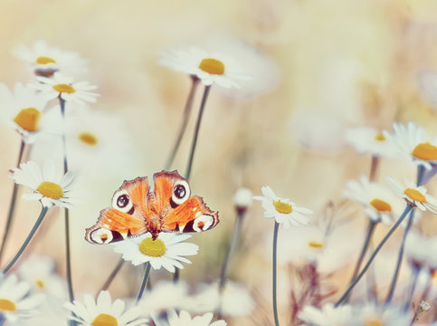 Motley bright butterflies peacock eyeon on white camomile flowerson a summer meadow. Moods of summer.  Artistic tender photo.