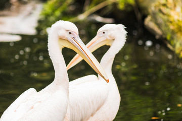 The Pink-backed Pelican or Pelecanus rufescens portrait