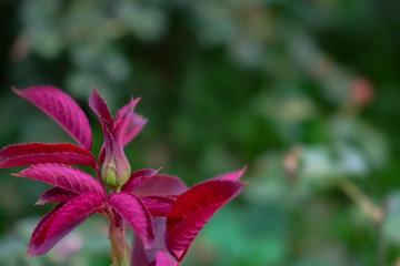 beautiful background with rose leaves