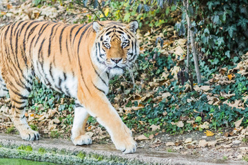 Wild Bengal Tiger (Panthera Tigris Tigris) in the jungle