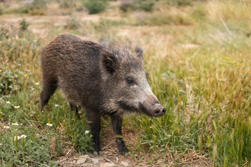 A wild boar or hog looking for food in the country side field at the sunset with unfocused background. Wild nature concept