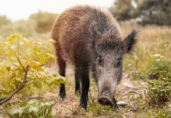 A wild boar or hog looking for food in the country side field at the sunset with unfocused background. Wild nature concept