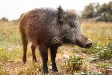 A wild boar or hog stands still in the country side field at the sunset with unfocused background. Wild nature concept
