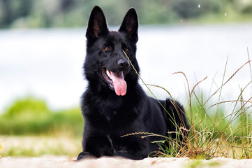 dog lying on the sand on the beach