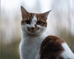 Cute Tabby Cat brown and white. Adorable