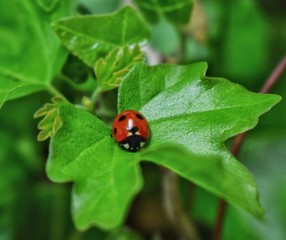 Ladybug