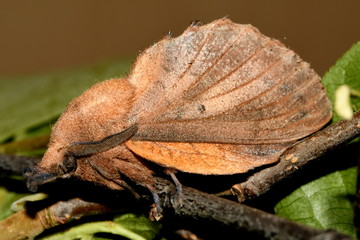 lasiocampidae-oakleaf butterfly