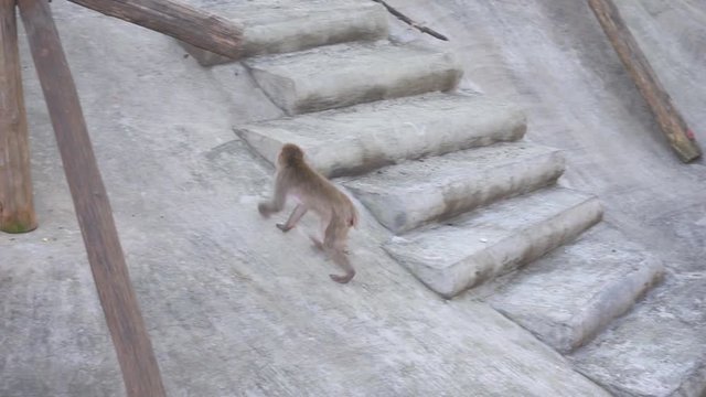 Macaque Monkey is Walking and Looking For Food