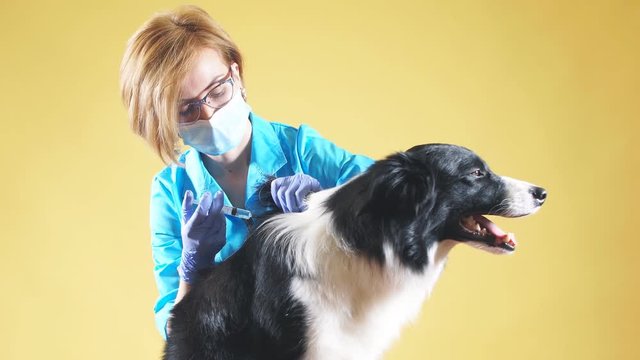 Blond vet anesthetizes a dog by an injection before the surgery. wpman puts the dog away. isolated yellow background.