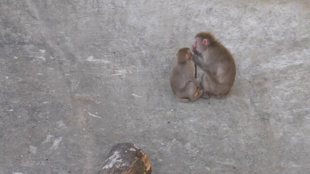 Macaque Monkey is Playing with its Cub