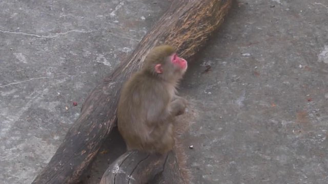Macaque Monkey is Sitting and Waiting for Food