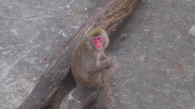 Macaque Monkey is Sitting and Waiting for Food