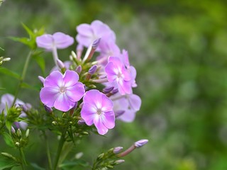 オイランソウの花