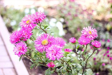 Beautiful garden blossom, pink cosmeya, nature flower.