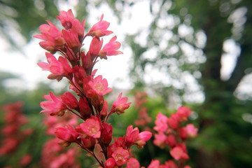 flowers in garden