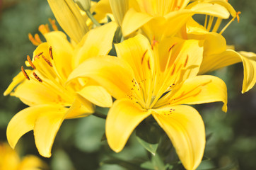 Fototapeta na wymiar Beautiful Lily flower on green leaves background. - Image