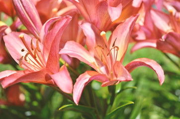 Beautiful Lily flower on green leaves background. - Image