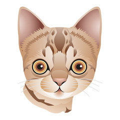 Head of a light brown kitten with big eyes, cartoon on white background