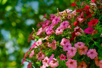 beautiful petunia flowers on a green background