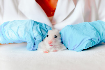 Hands of owner holding cute little hamster. Professional vet doctor diagnosing pet with stethoscope. Animal on examination in vet clinic. Doctor wearing in gloves and uniform.