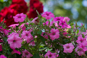 Fototapeta premium Pink petunia close up against a green background