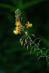 Yellow Asphodele with dark green background