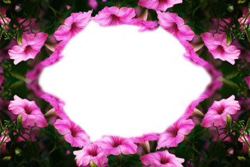 Petunia flowers frame the frame for design work.