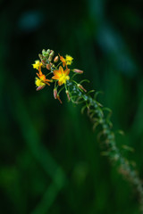 Yellow Asphodele with dark green background
