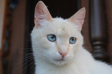 white cat