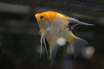 Angelfish (Pterophyllum scalare), also known as the freshwater angelfish.