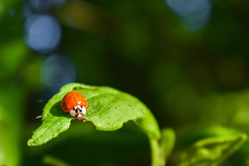 Ladybird eating a green leaf of a tree in the rays of the setting sun