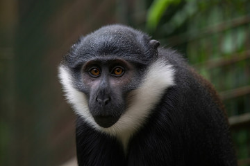 Close up of Lhoest's monkeys (Cercopithecus lhoesti)