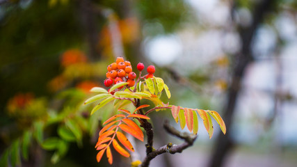 red Rowan fruit on a branch