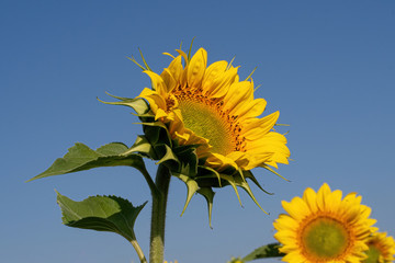 Beautiful yellow sunflower. Sunflowers in the sun. Agricultural landscape.