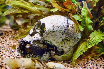 Dead among the algae. Death on the bottom aquarium under the water. Skull in the aquarium next to decorative fish.