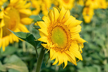 Beautiful yellow sunflower. Sunflowers in the sun. Agricultural landscape.