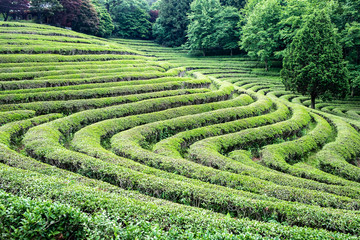 green tea plantation in korea