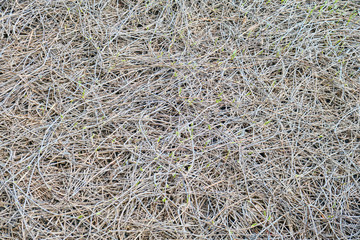 Shoots of climbing creeper plants with budding. Texture of dry liana branches. Background of dry ivy branches.