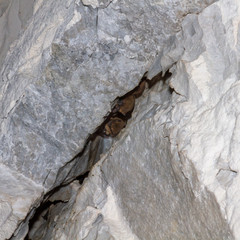 Eine Gruppe Zwergfledermäuse überwintert in einer Spalte in einer Felswand innerhalb einer Höhle