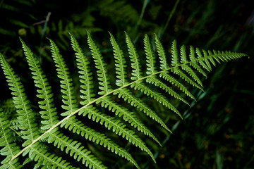 fern leaves on a dark background