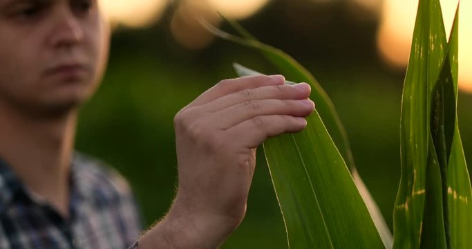 Close Up male hand touching a leaf. Senior farmer holding a laptop in a corn field taking control of the yield.