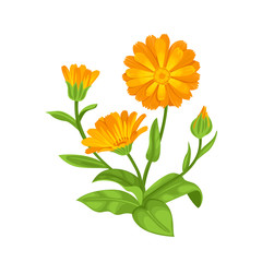 Calendula plant isolated on white background. Orange medicinal flower with green leaves and stems. Vector illustration of herbs in cartoon simple flat style. - obrazy, fototapety, plakaty