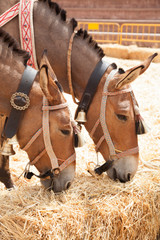 cabeza de dos mulas de color marrón comiendo paja