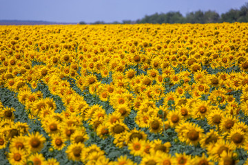 horizontal photo panorama of the field with sunflowers of very rich bright yellow blue sky, color, facing towards the photographer