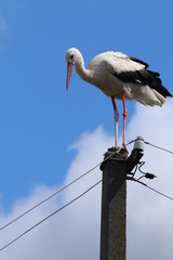 Stork sitting on a power line pole