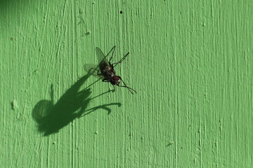 Fly sitting on a green wall. Shadow of a fly on the wall