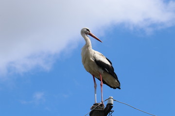 Stork sitting on a power line pole