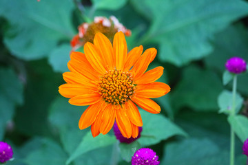 zinnia orange flower blooming in park blur green leaves