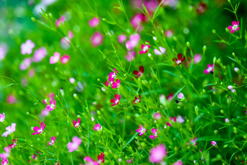 Obraz na płótnie Canvas colorful beautiful pink gypsophila boutique flower in garden